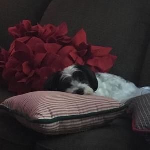 Meet your Posher, Nancy